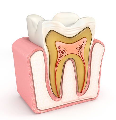 illustration of the cross-section of a tooth